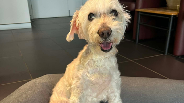 Dog Cloud Stories: Andrew & Benny