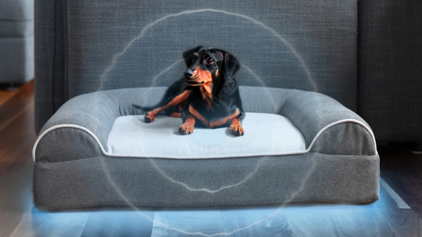 Vibration Therapy for Dogs: What It Is, How It Works, and What the Research Shows