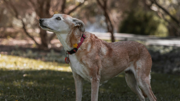 Why does my dog struggle to get up after lying down? What it means and what to do