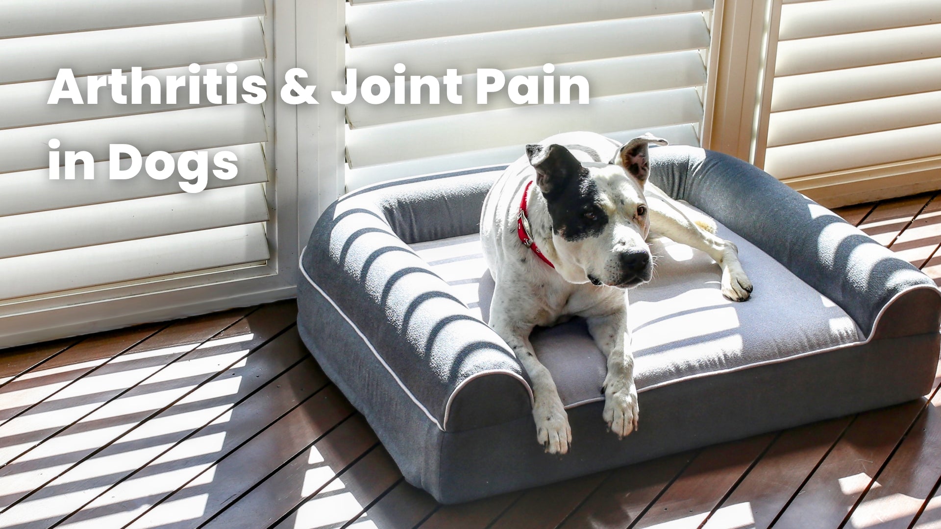 Arthritis & Joint Pain in Dogs