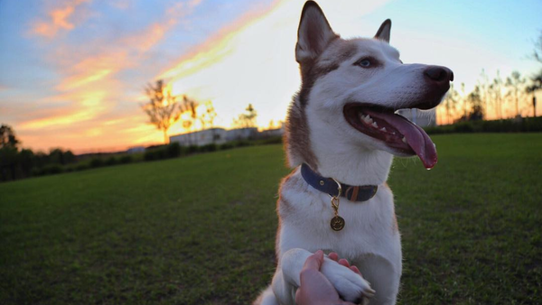 Dog Cloud Stories: Katherine, Jay & Husky Apollo