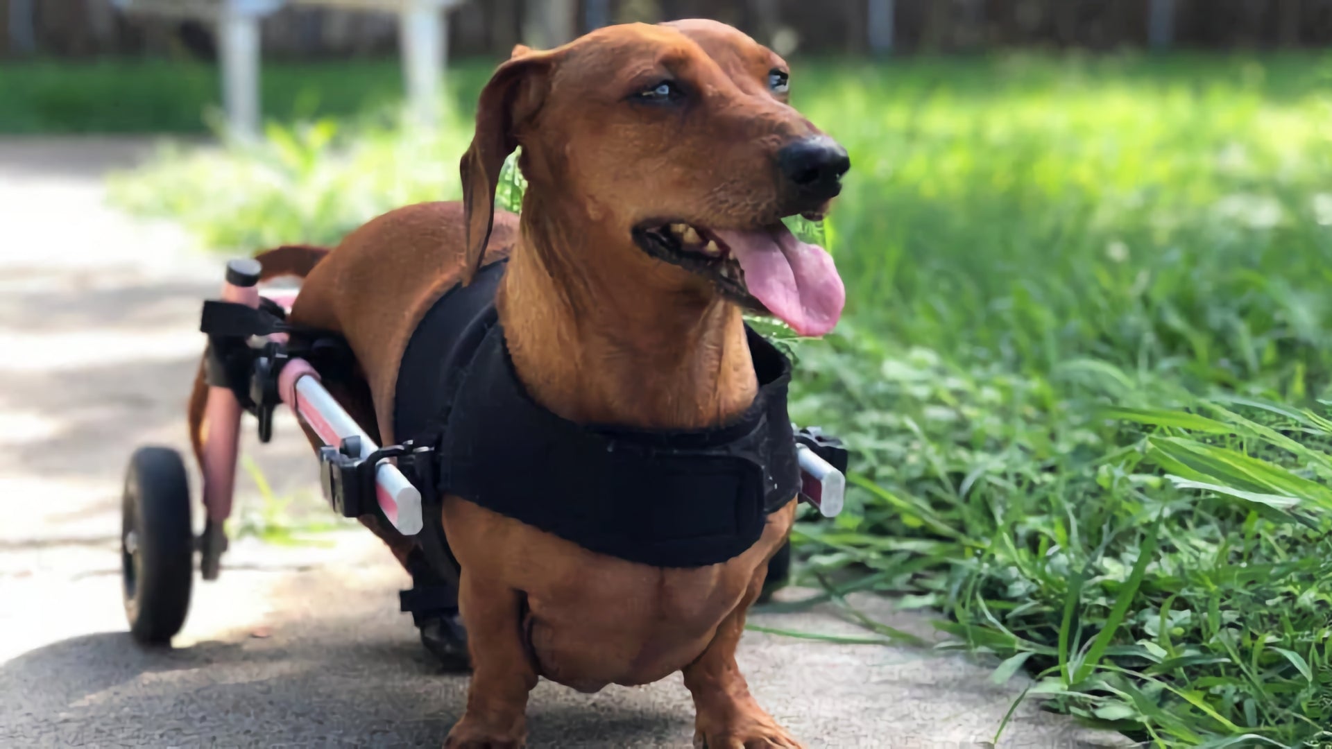 Intervertebral Disc Disease (IVDD) in Dogs