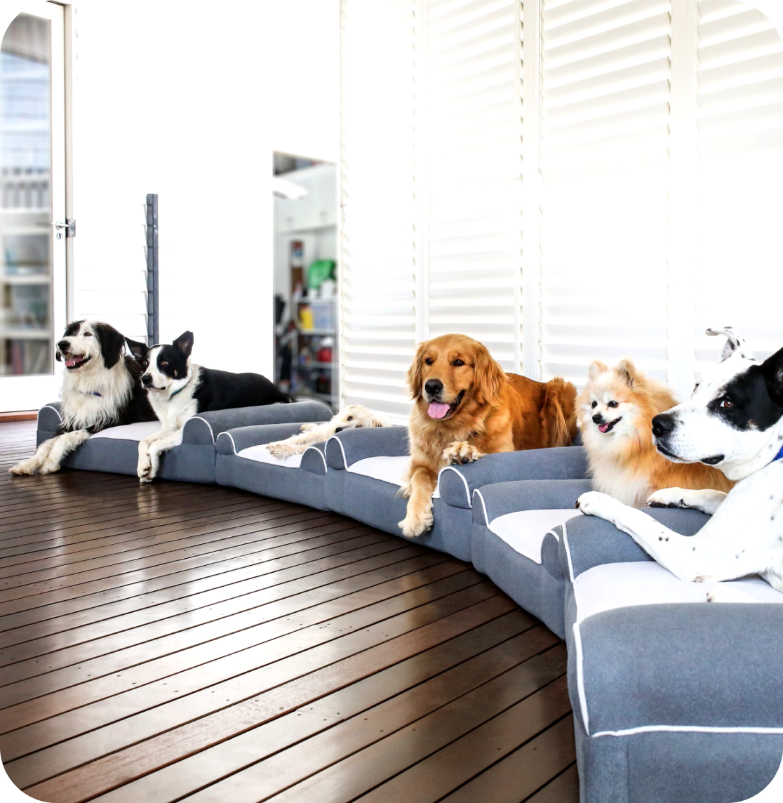 Dog Cloud - Advanced Vibration Therapy At-Home