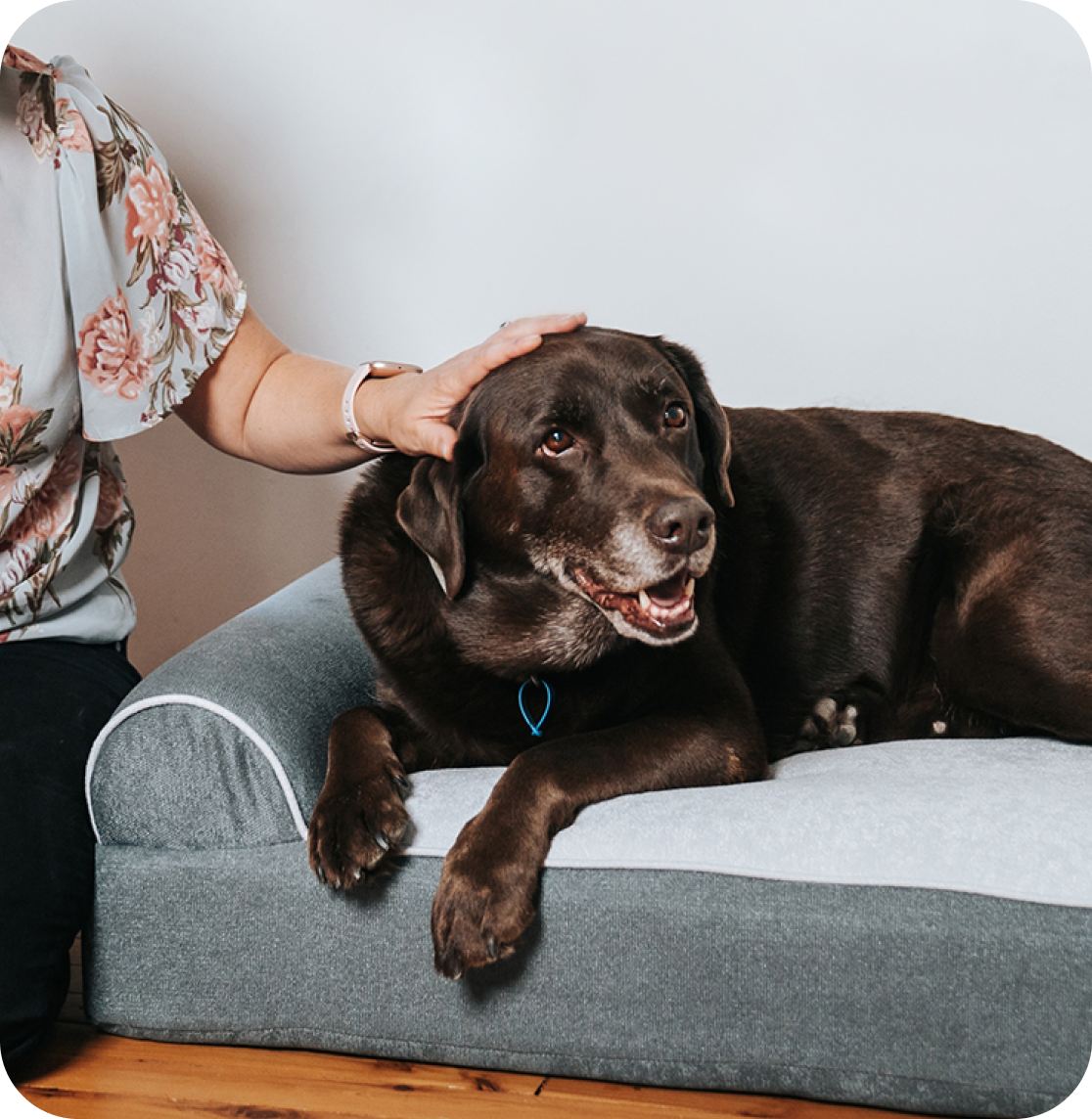 Dog Cloud Massage Therapy Bed - Dogcloud