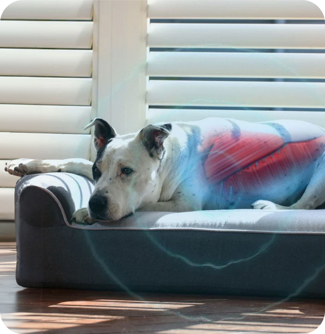 Dog Cloud Massage Therapy Bed - DogCloud