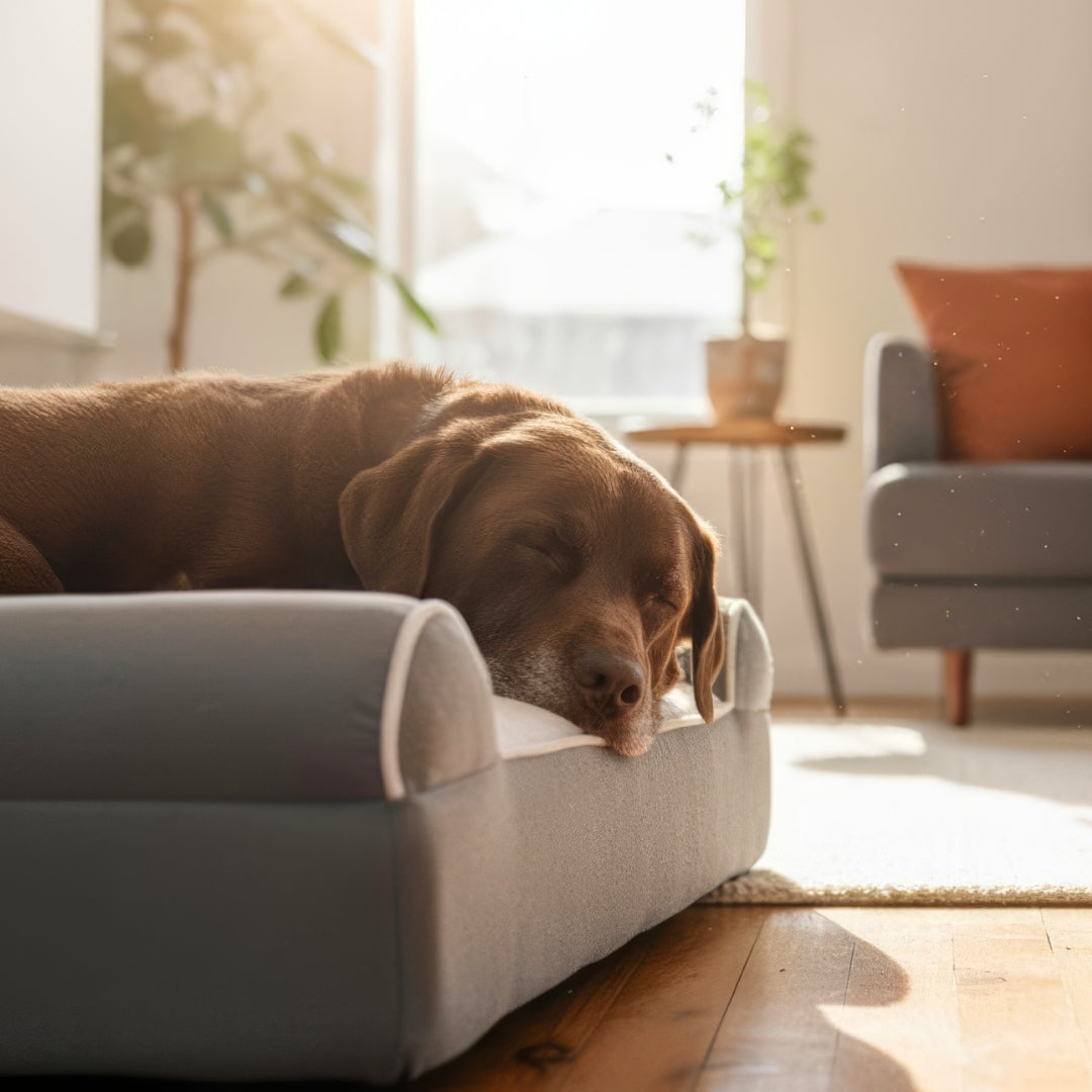 Dog Cloud's Massage Dog Bed
